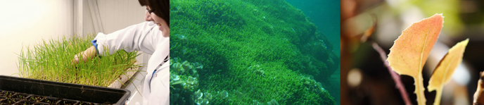 Grau en Ci�ncies Ambientals