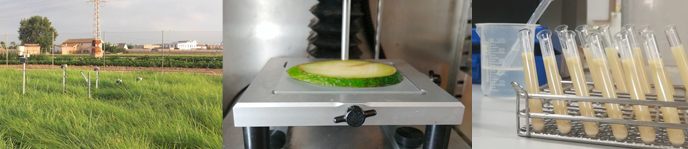 Doble grau en Enginyeria Agroaliment�ria i del Medi Rural + Ci�ncia i Tecnologia dels Aliments