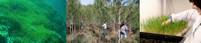 Doble grado en Ingenier�a Forestal y del Medio Natural + Ciencias Ambientales